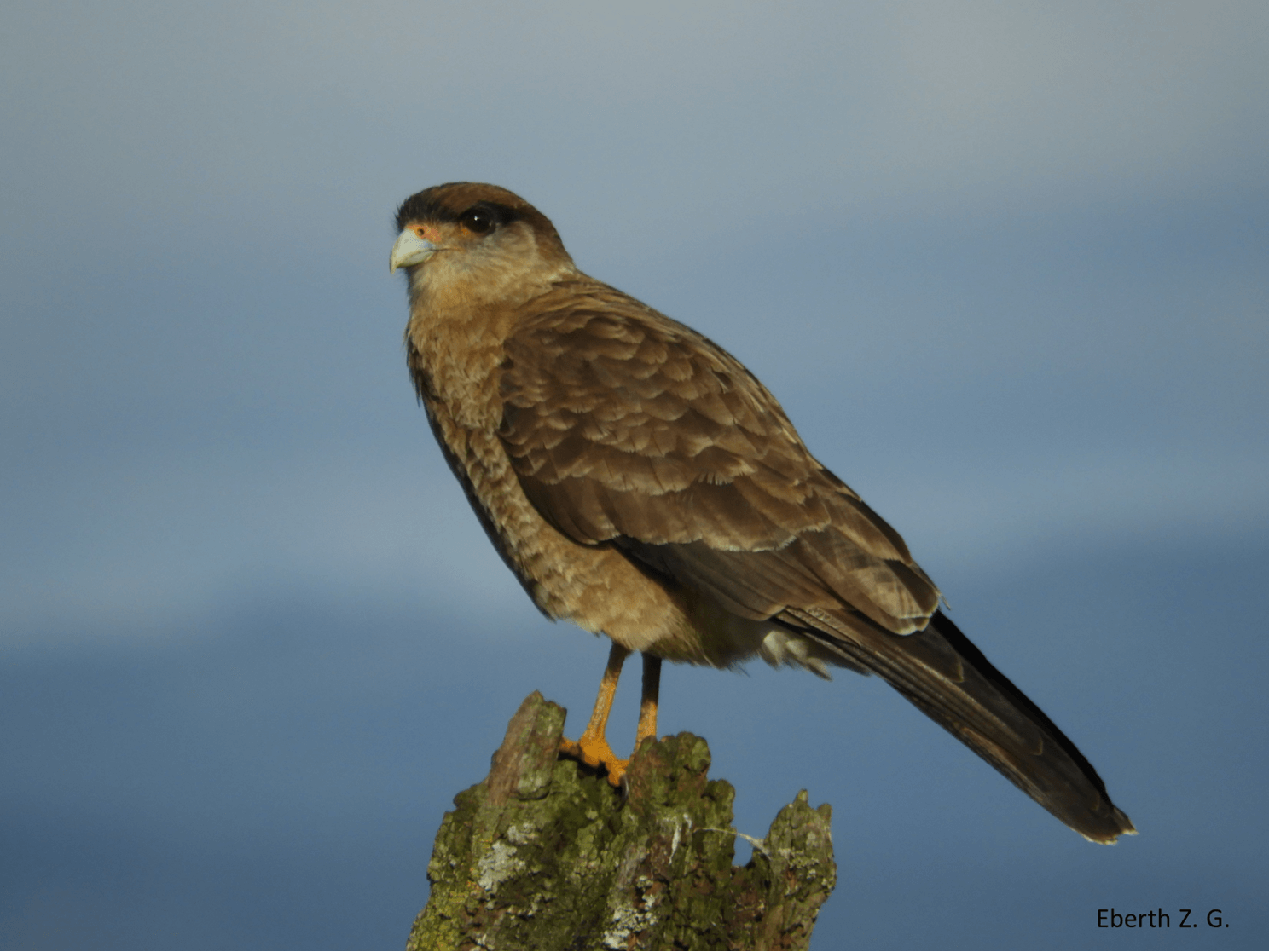 Estudian En Oncol A Las Aves Rapaces Y Su Contribucion Al Bosque Valdiviano Parque Oncol